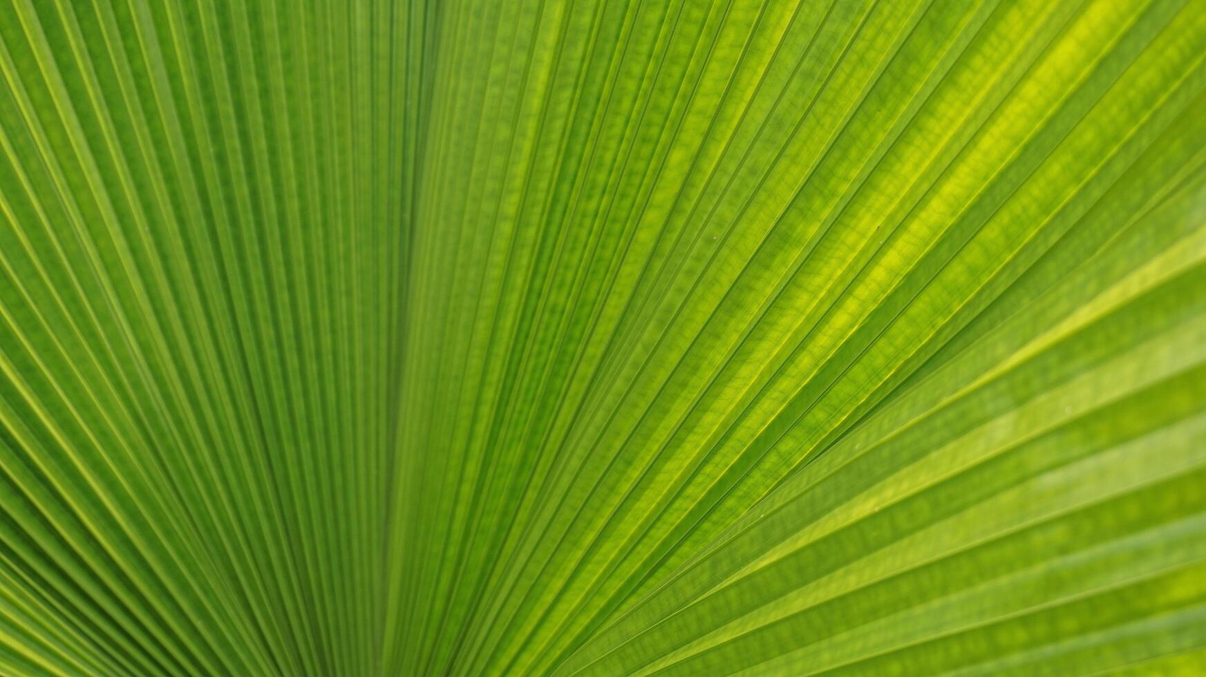 closeup of green fan palm leaves photo