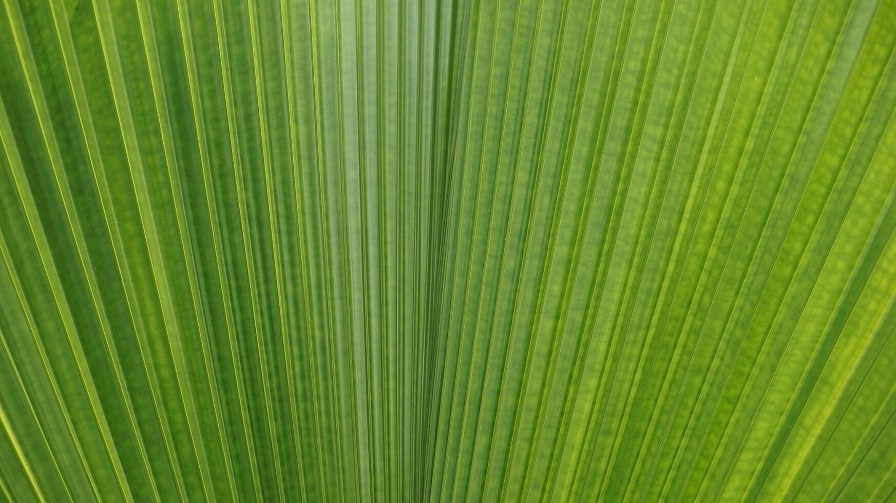 closeup of green fan palm leaves photo