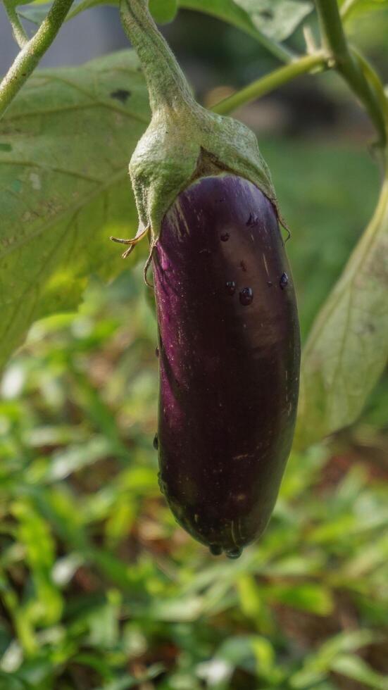 purple eggplant on the tree photo