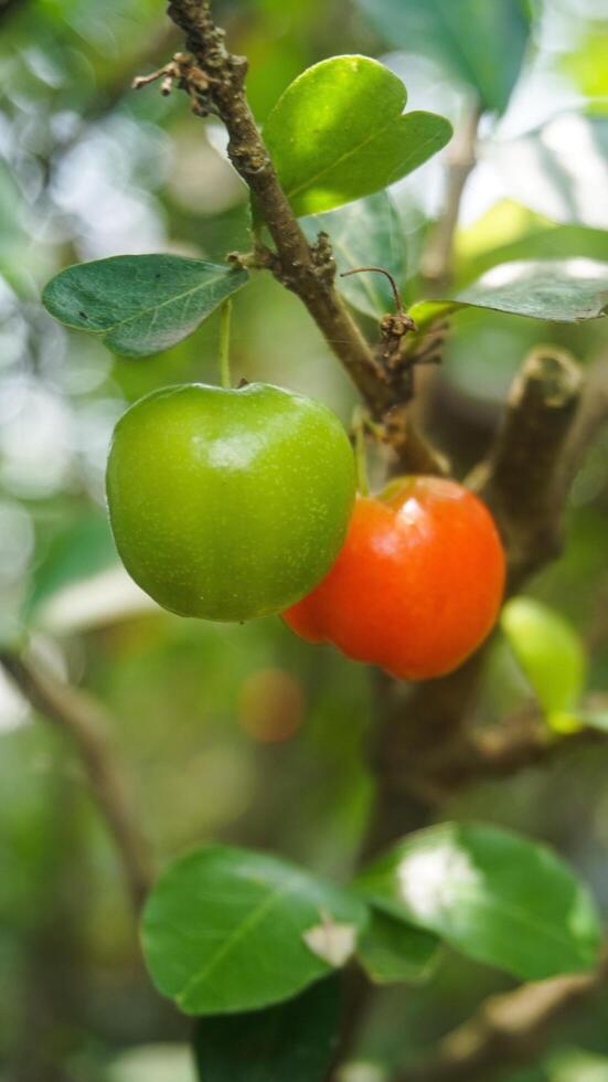 Acerola cherries have a sweet and sour taste photo