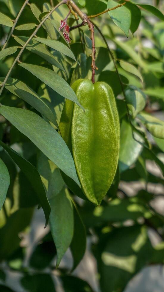 The star fruit on the tree is still green and not yet ripe photo