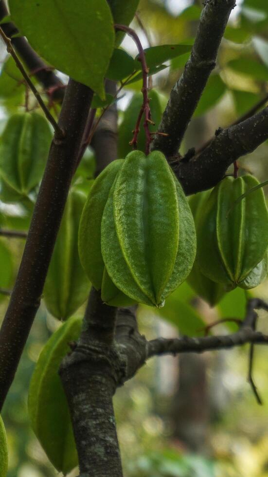The star fruit on the tree is still green and not yet ripe photo