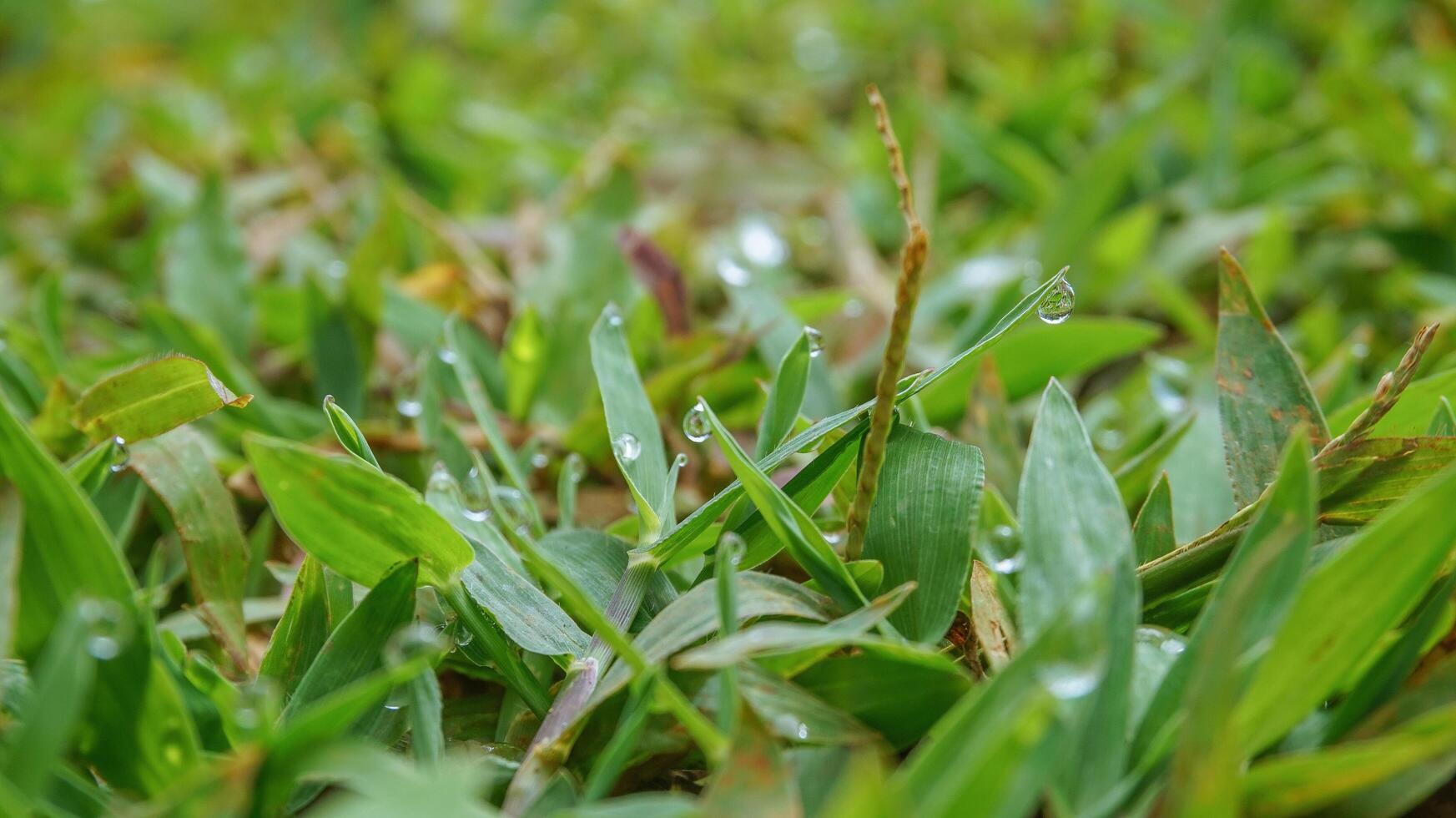 dew drops on green grass photo