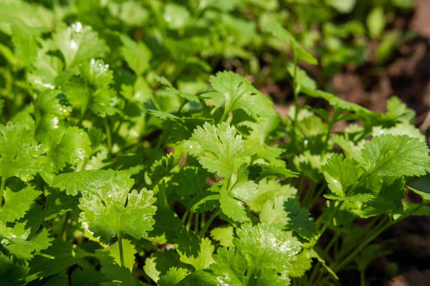 Coriander planting plot healthy food health care concept photo