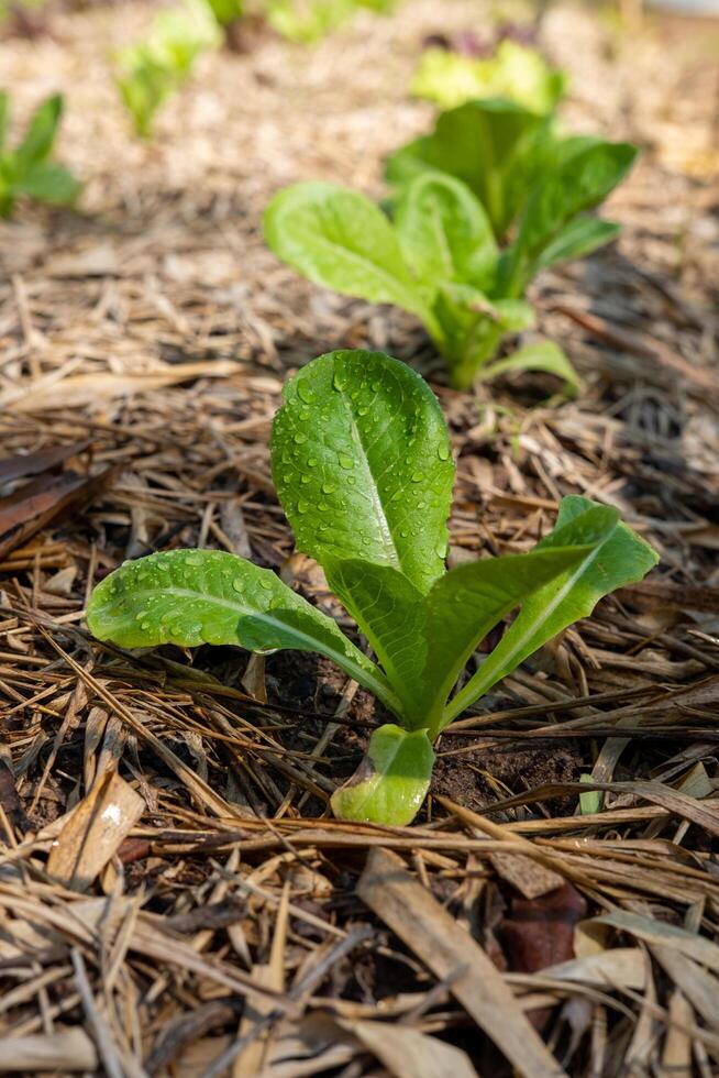 zona para creciente orgánico ensalada vegetales salud cuidado foto