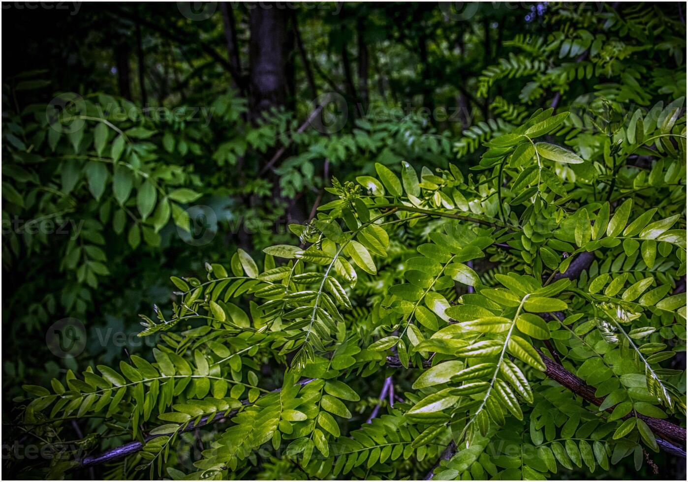 Fresco verde hojas en primavera, natural antecedentes foto