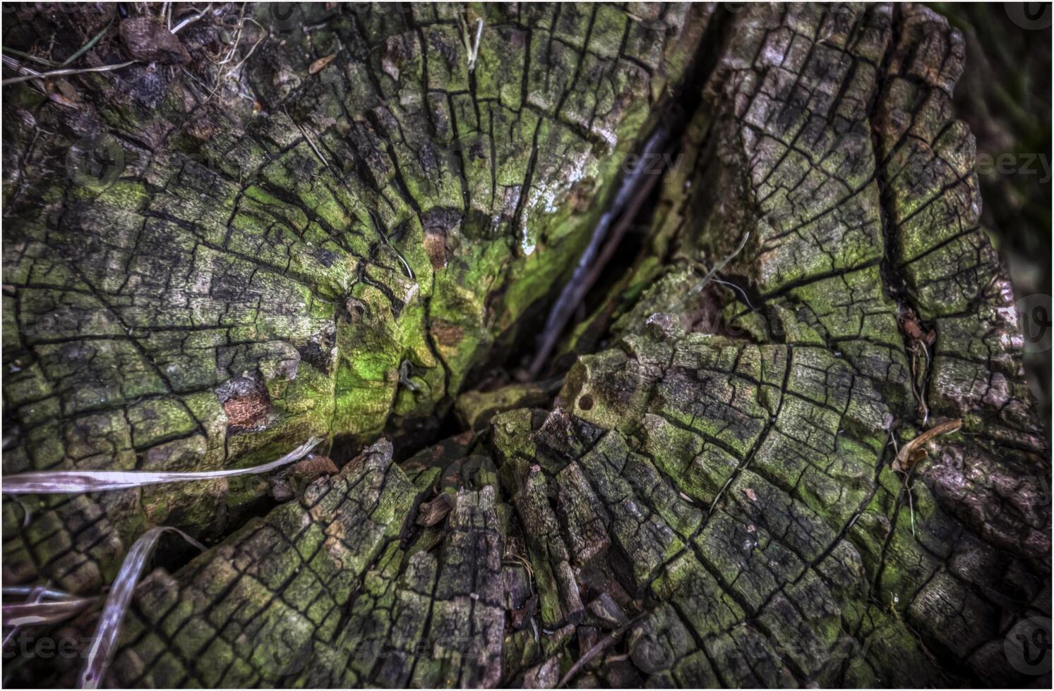 un cerca arriba foto de un vistoso textura de un árbol tocón