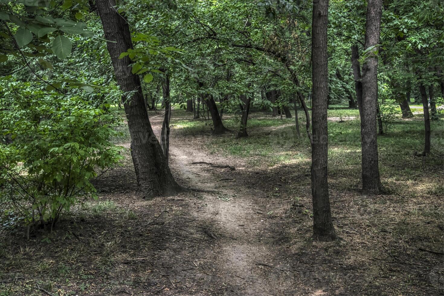 Beaten forest path in the park of Sumice in Belgrade photo