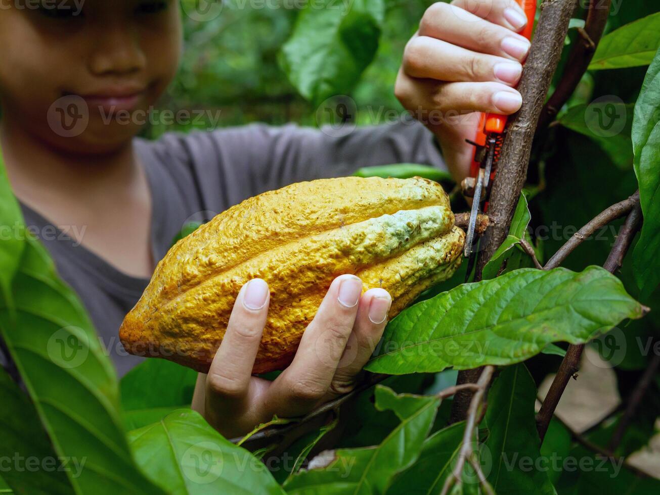 las manos de cierre de un agricultor de cacao usan tijeras de podar para cortar las vainas de cacao o el cacao amarillo maduro del árbol de cacao. cosecha que produce el negocio agrícola del cacao. foto