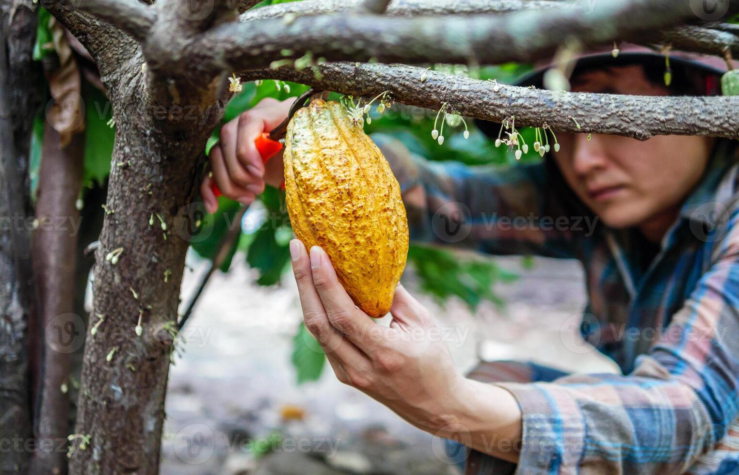 Close-up hands of a cocoa farmer use pruning shears to cut the cocoa pods or fruit ripe yellow cacao from the cacao tree. Harvest the agricultural cocoa business produces. photo