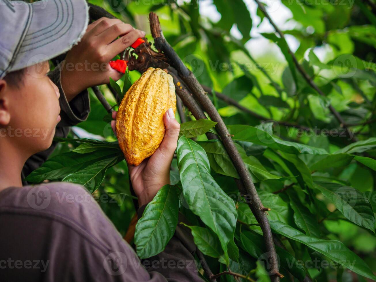 Cocoa farmer use pruning shears to cut the cocoa pods or fruit ripe yellow cacao from the cacao tree. Harvest the agricultural cocoa business produces. photo