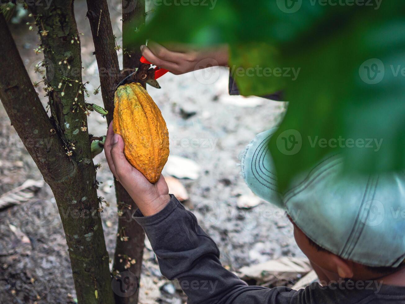 Cocoa farmer use pruning shears to cut the cocoa pods or fruit ripe yellow cacao from the cacao tree. Harvest the agricultural cocoa business produces. photo