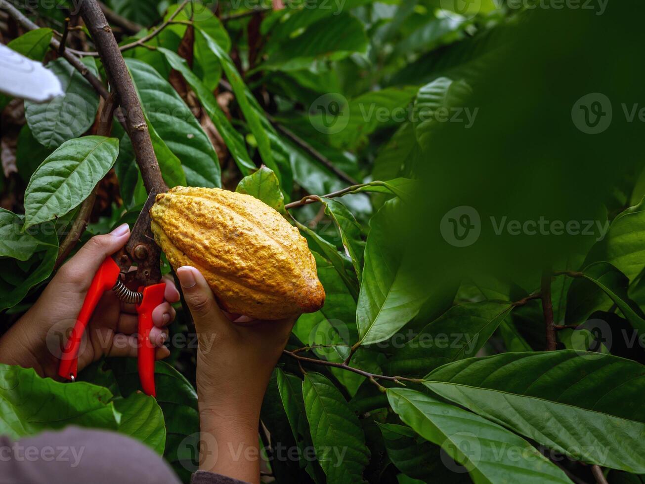 Close-up hands of a cocoa farmer use pruning shears to cut the cocoa pods or fruit ripe yellow cacao from the cacao tree. Harvest the agricultural cocoa business produces. photo