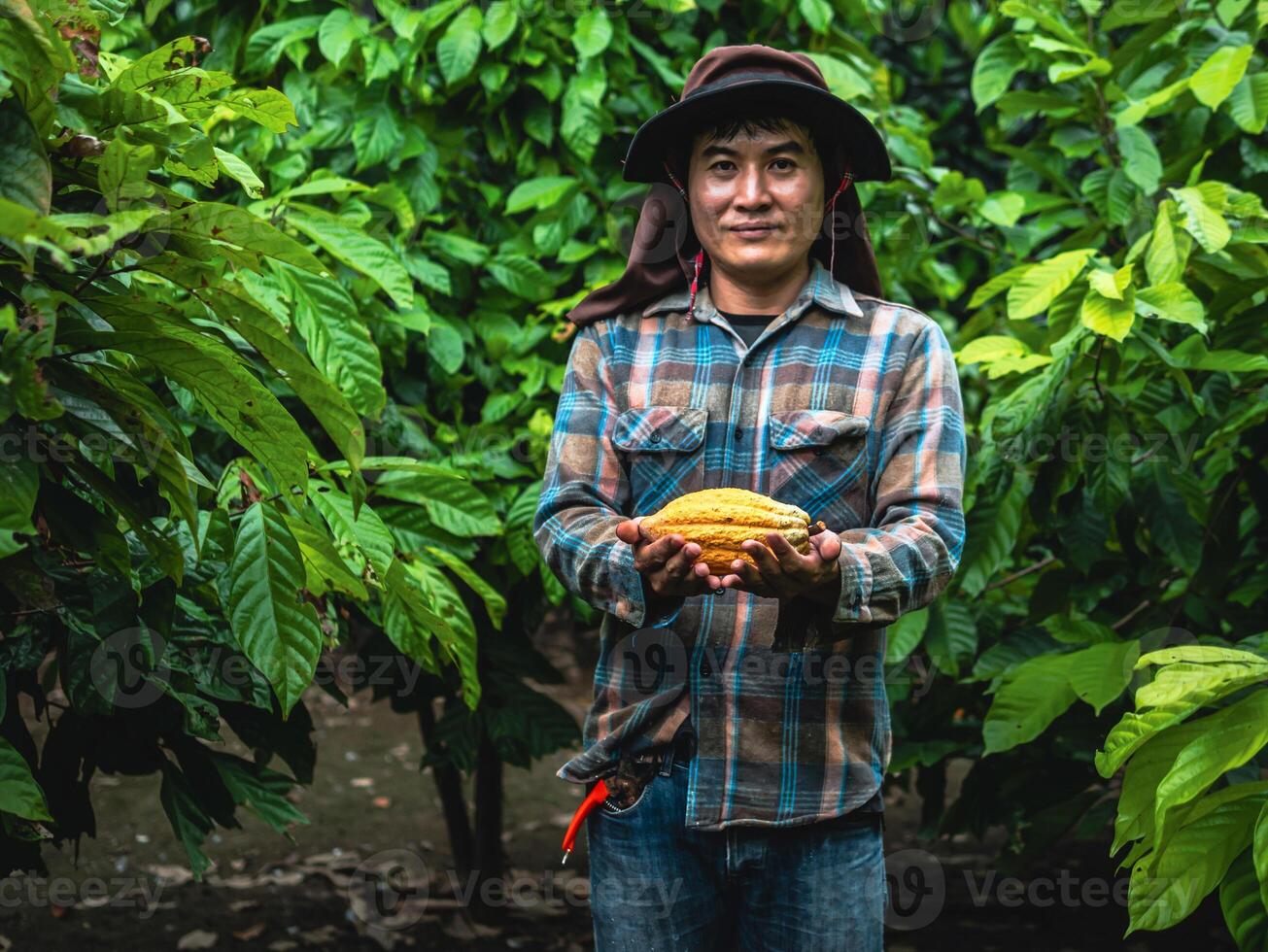 agriculture yellow ripe cacao pods in the hands of a boy farmer, harvested in a cocoa plantation photo