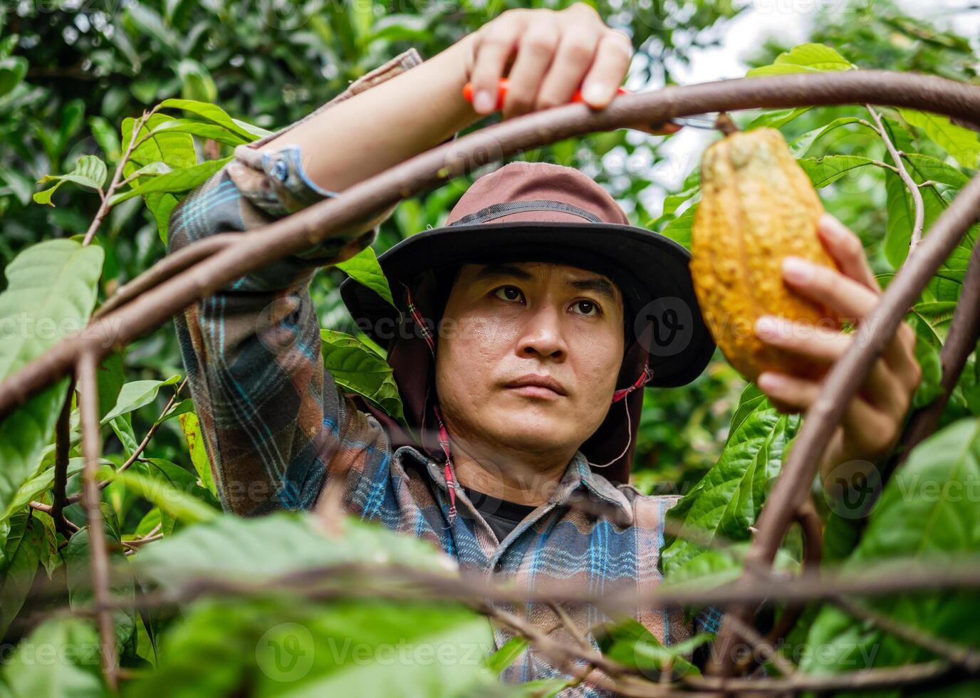 Cocoa farmer use pruning shears to cut the cocoa pods or fruit ripe yellow cacao from the cacao tree. Harvest the agricultural cocoa business produces. photo