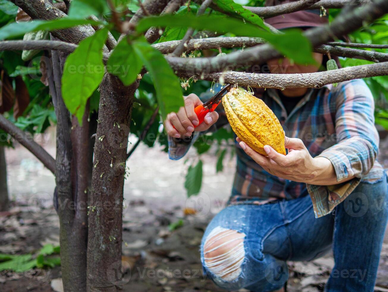Cocoa farmer use pruning shears to cut the cocoa pods or fruit ripe yellow cacao from the cacao tree. Harvest the agricultural cocoa business produces. photo