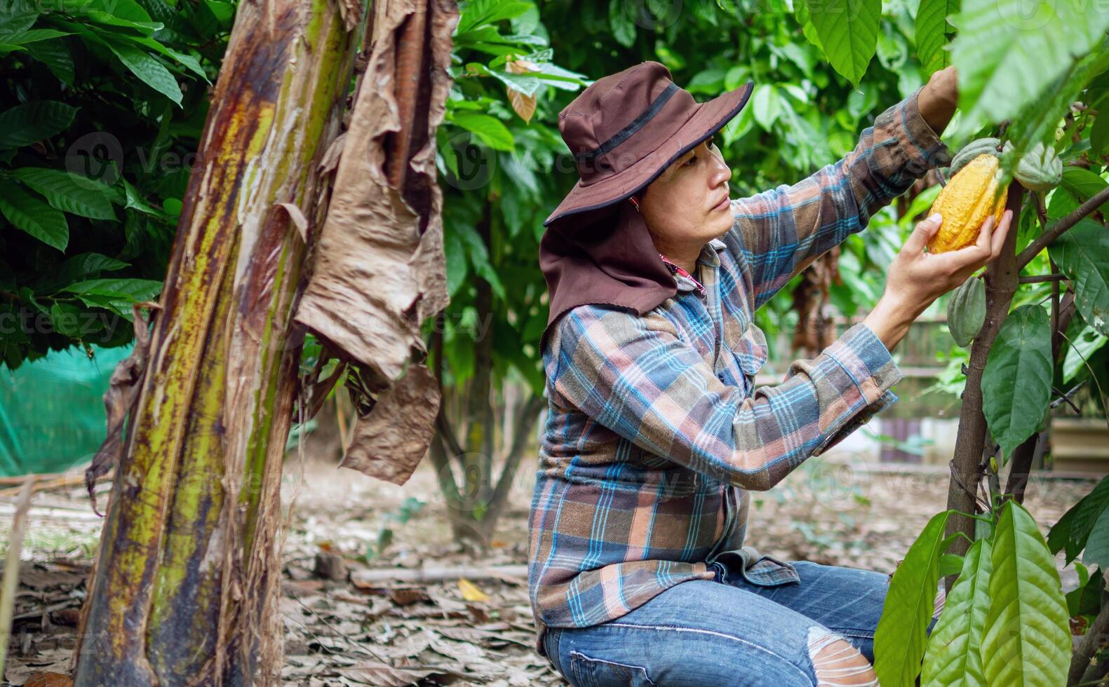 Cocoa farmer use pruning shears to cut the cocoa pods or fruit ripe yellow cacao from the cacao tree. Harvest the agricultural cocoa business produces. photo