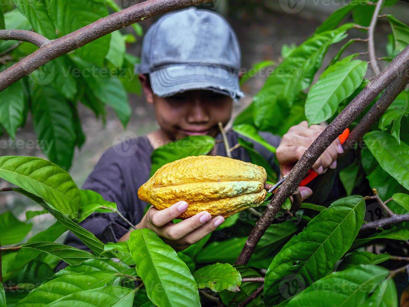 Close-up hands of a cocoa farmer use pruning shears to cut the cocoa pods or fruit ripe yellow cacao from the cacao tree. Harvest the agricultural cocoa business produces. photo