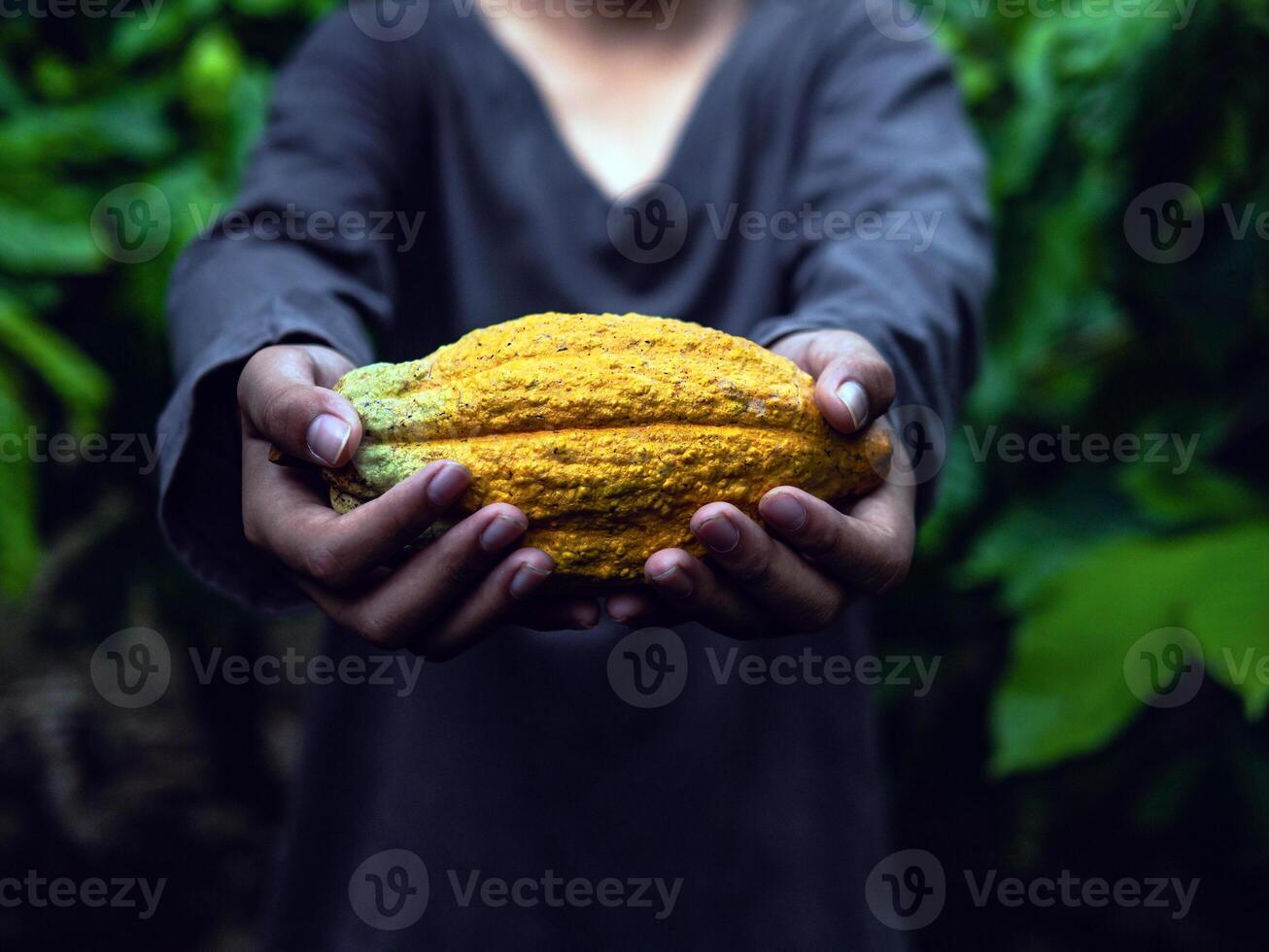 agriculture yellow ripe cacao pods in the hands of a boy farmer, harvested in a cocoa plantation photo