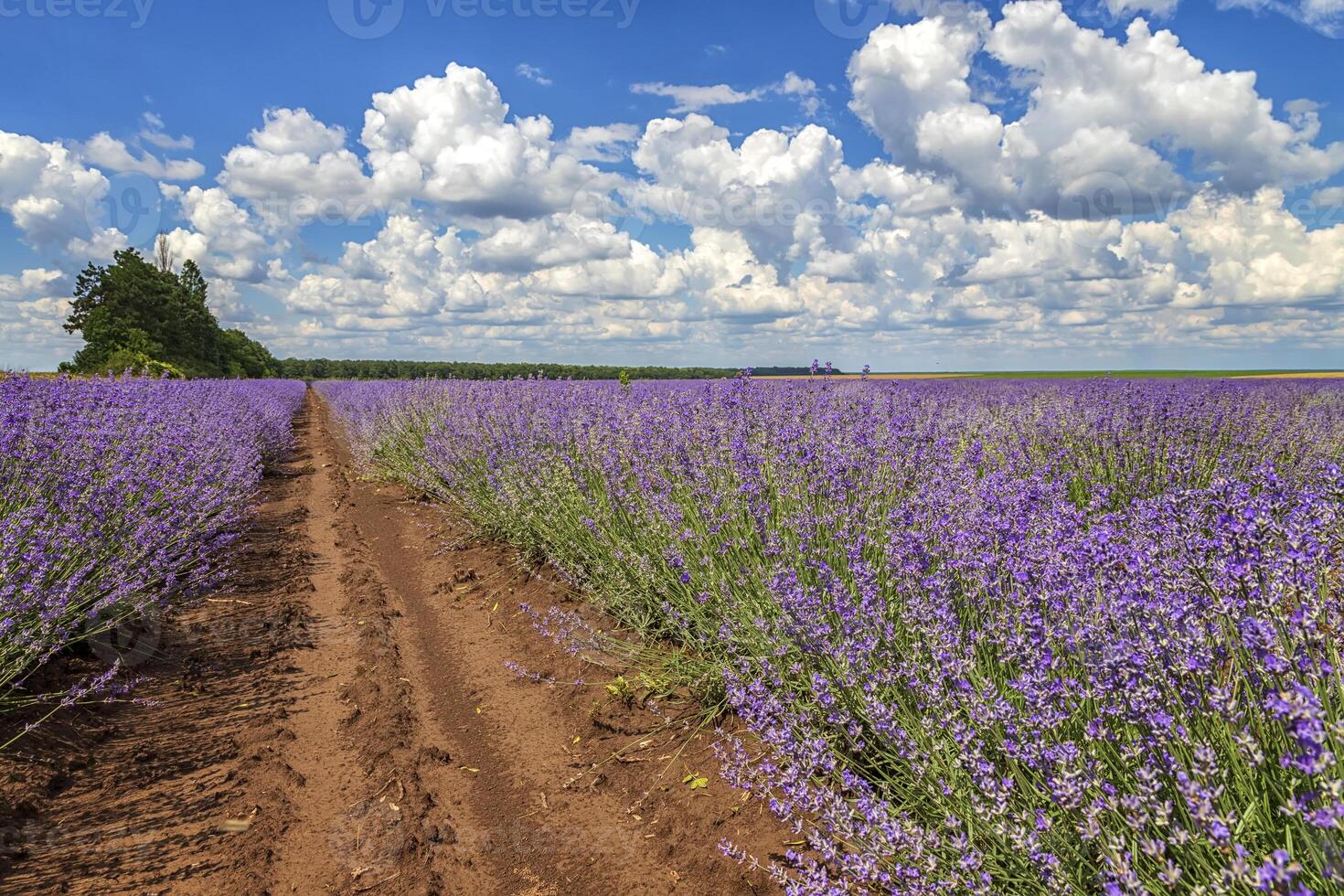 Lavender flower scented fields in endless rows. Day view with fluffy clouds. photo