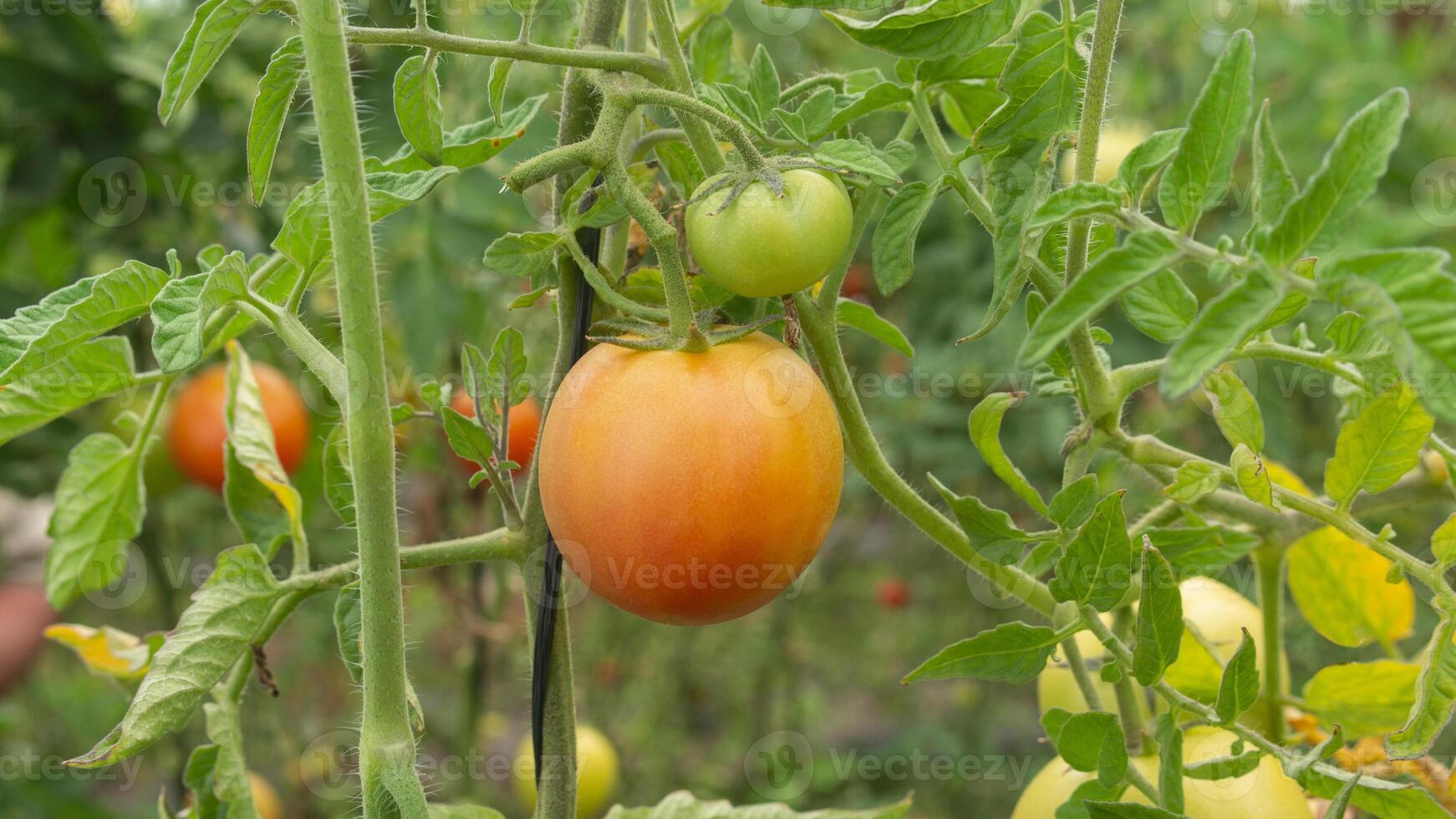 red and green tomatoes hanging from the plant surrounded by green leaves in daylight photo