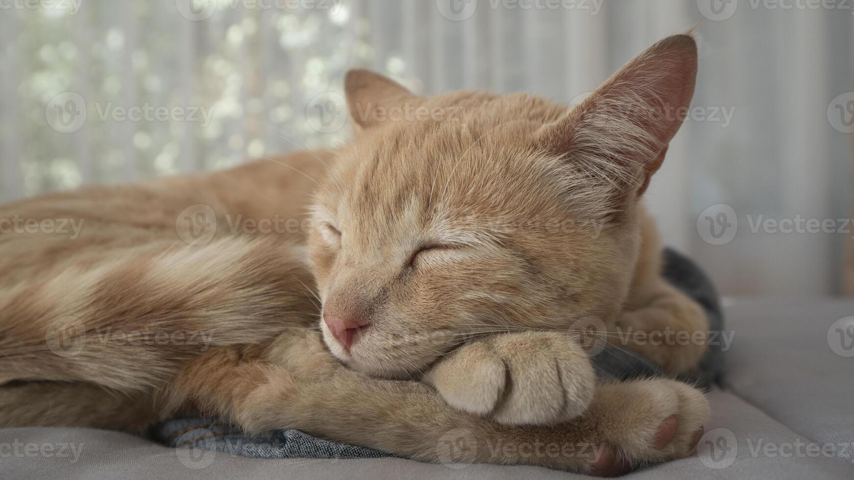 tangerine-colored cat sleeping on a bed, with its head resting on its paws, with a window background with out-of-focus curtains photo