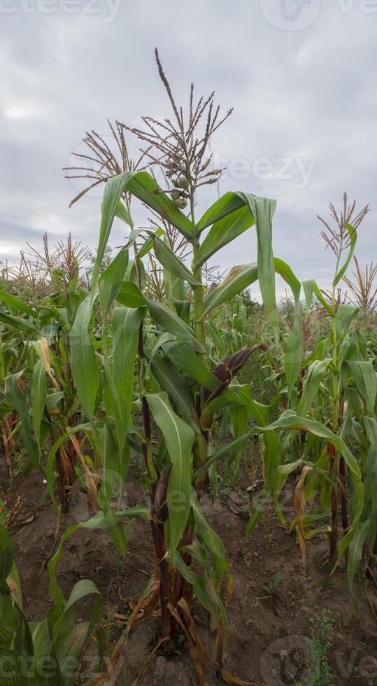 green corn plant in the middle of a planted green field with cloudy sky photo