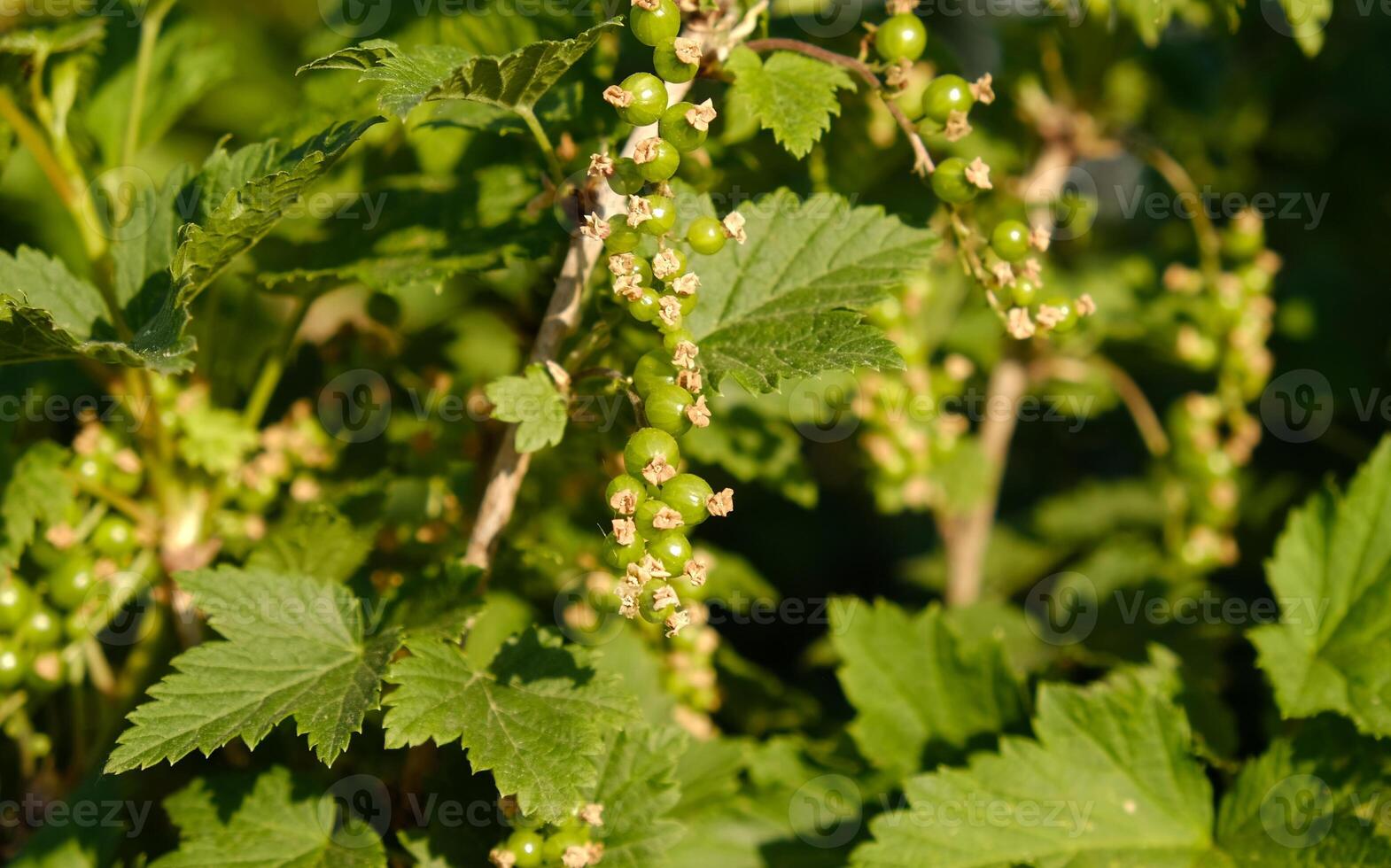 Blooming and green ovary of berries currants, several flowers on branch. Flowering bush of red, black or white currant with green leaves in the garden. Unripe green berries of currant close-up. photo