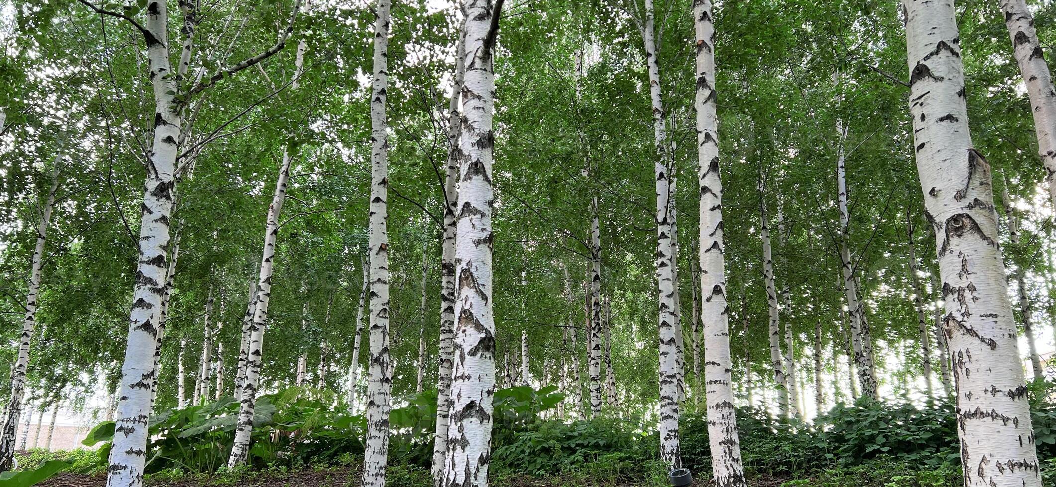 Background of white birch tree trunks. Panoramic frame. Young birch with black and white birch bark in summer in birch grove against background of other birches. photo