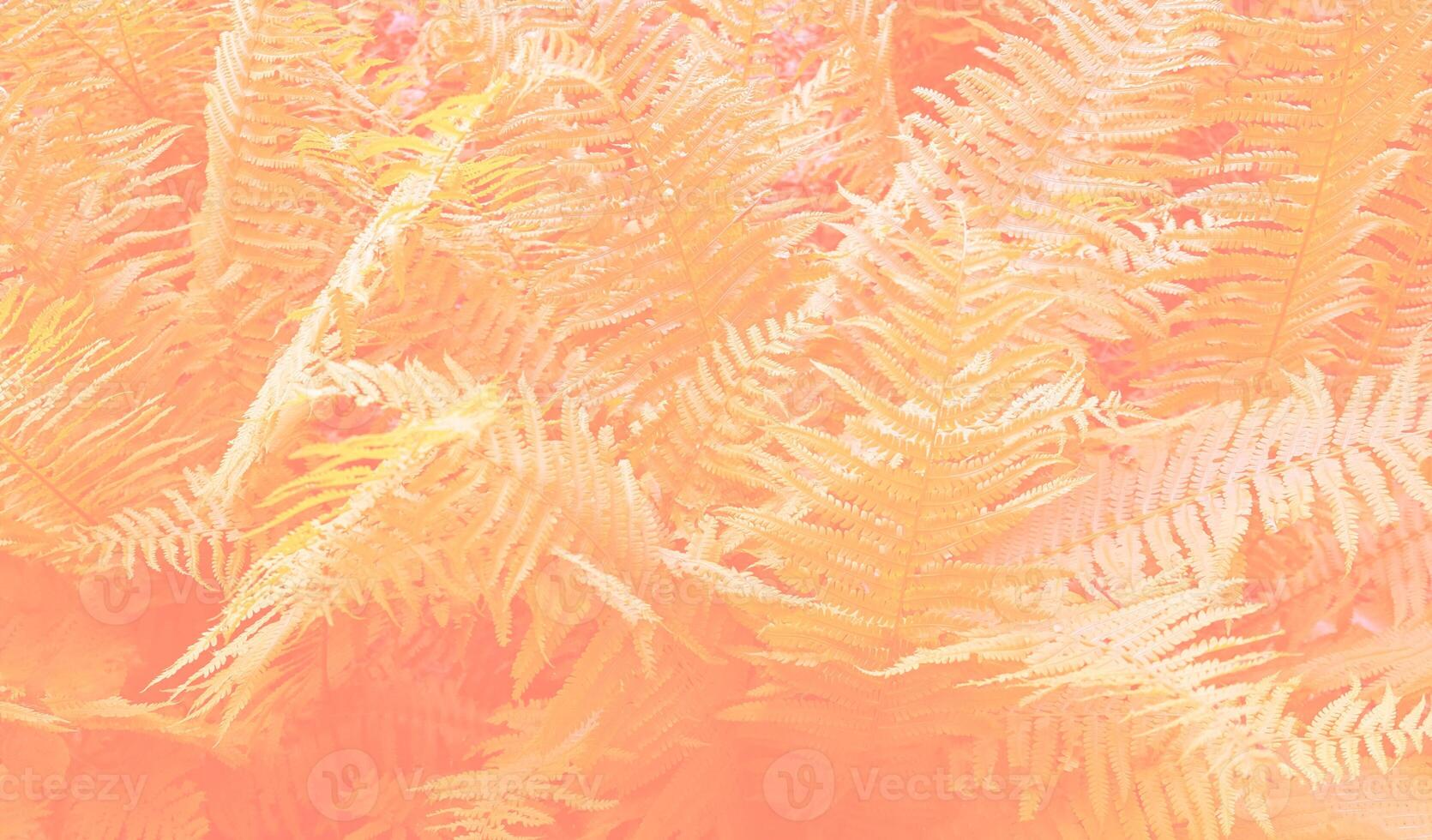 Fresh bush of fern in the forest. Natural thickets, floral abstract background. Perfect natural fern pattern. Beautiful background made with young green fern leaves. Peach Fuzz colour of 2024 year photo