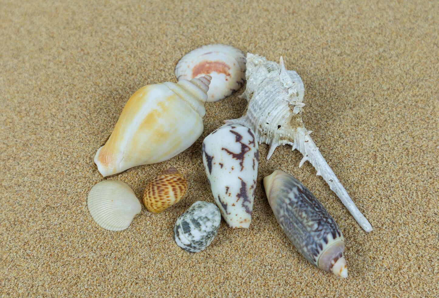 pile of sea shells on clean beach sand. Close up, beach sand texture photo