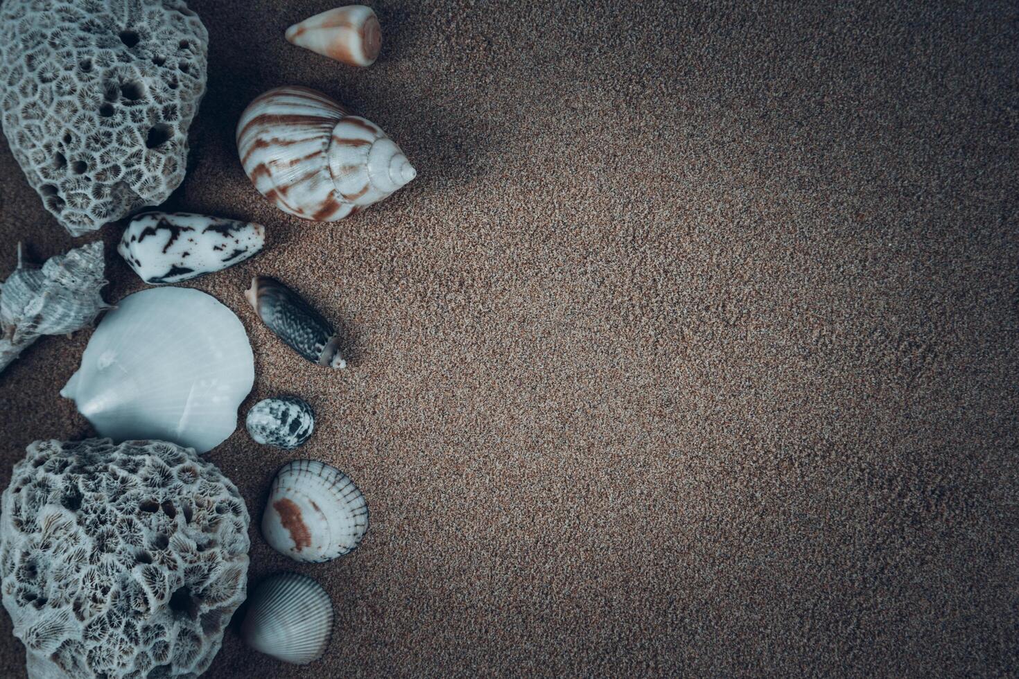 pile of sea shells on clean beach sand. Close up, beach sand texture photo