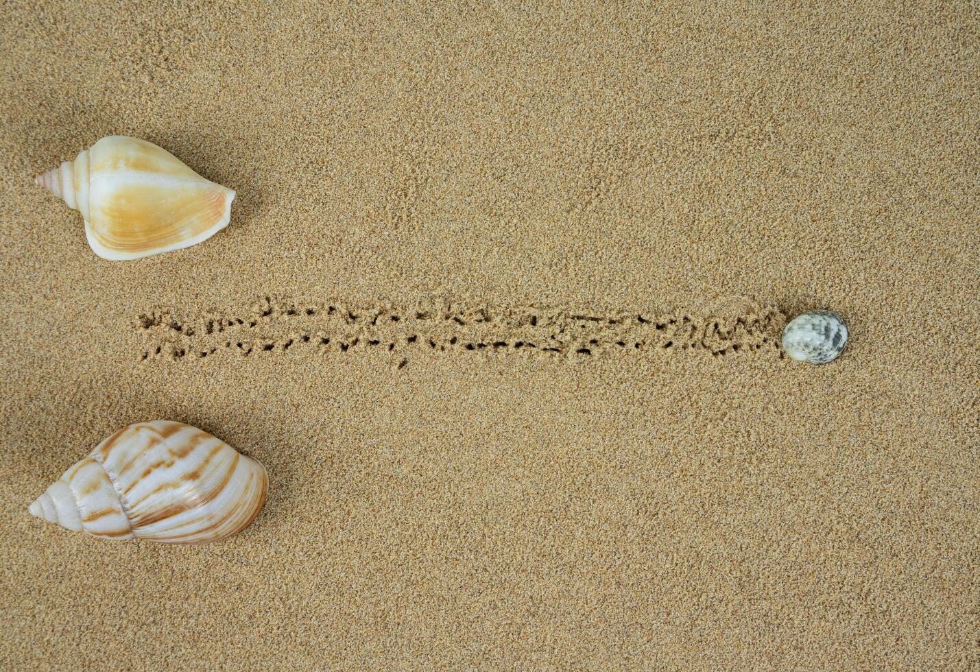 seashells race. top view photo