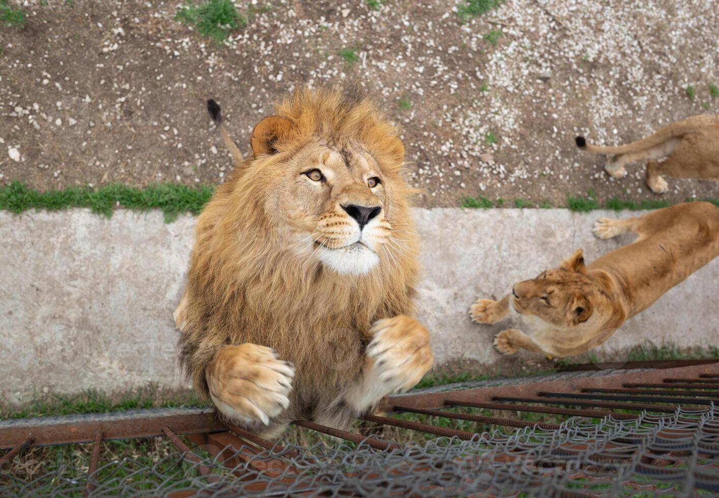 young beautiful lion catches meat in safari park photo