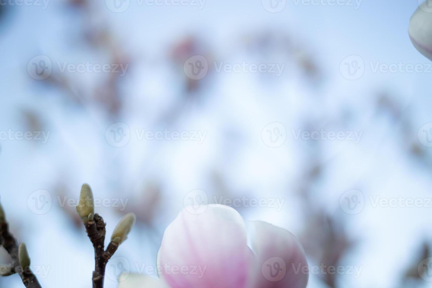 beautiful fresh blooming spring magnolia. selective focus, blur photo