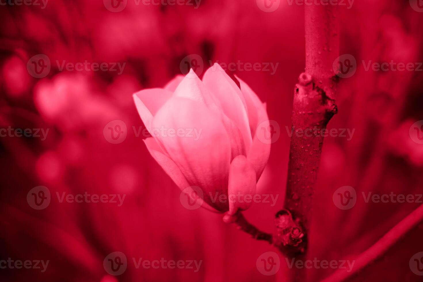 beautiful bright spring magnolias colors 2023 viva magenta photo