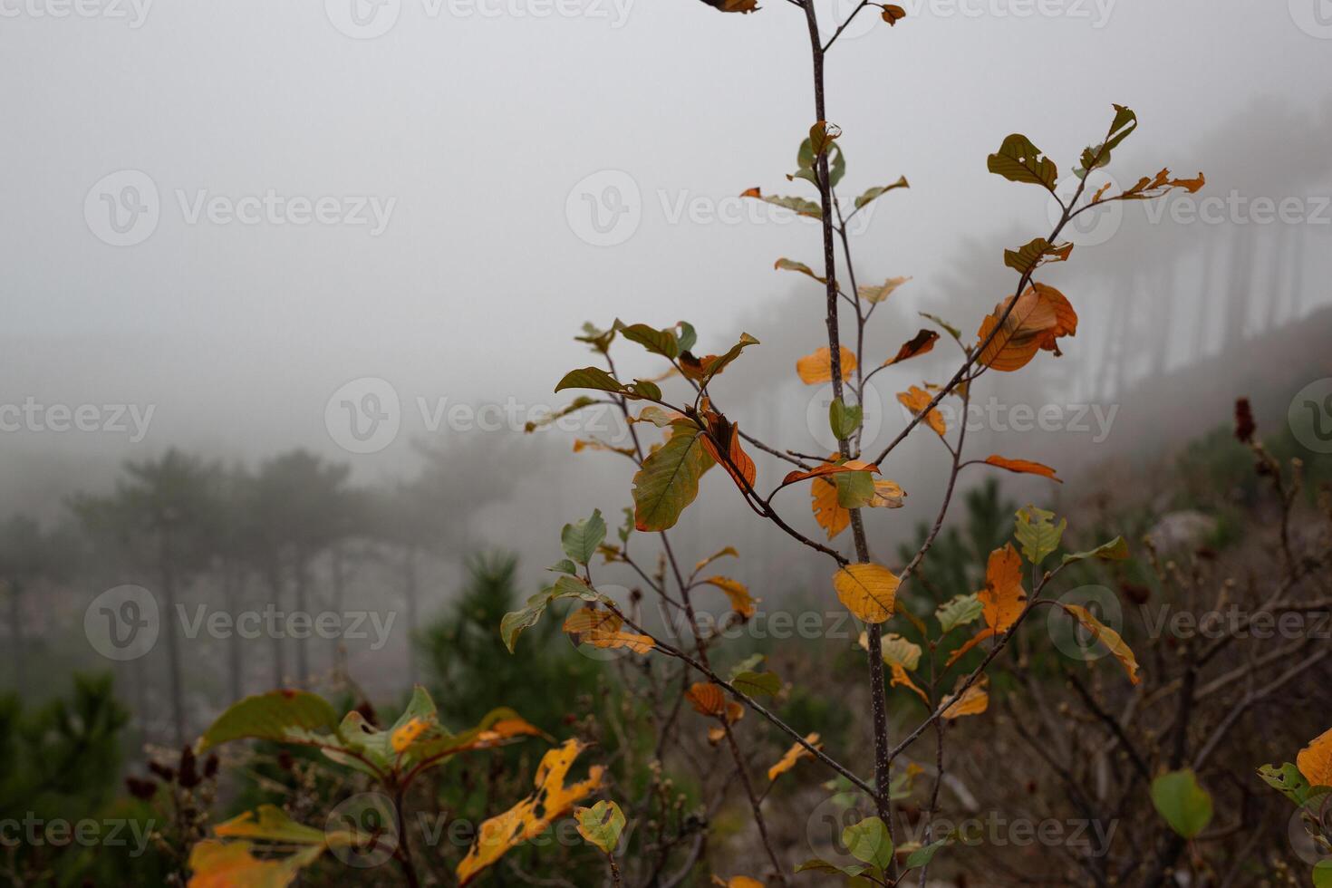 trees in the foggy forest. autumn landscape photo