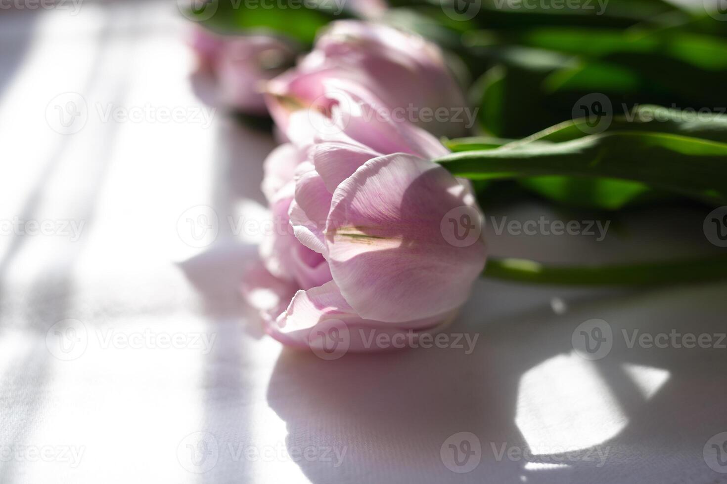 a bouquet of beautiful delicate fresh lilac tulips lies on a white fabric photo