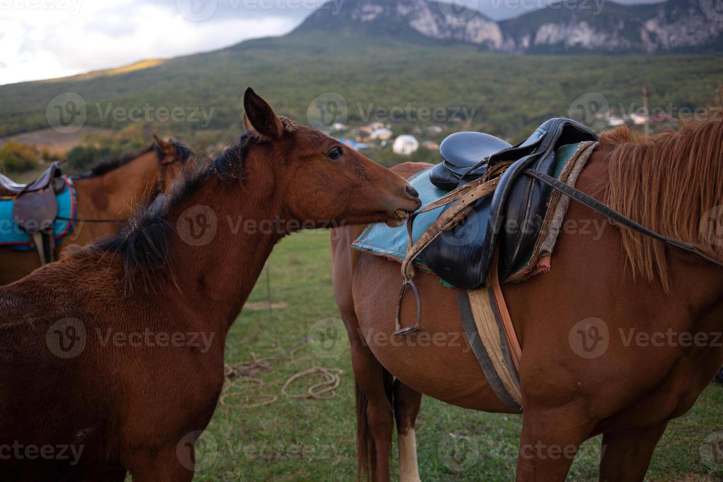 muzzles of two adult brown horses, close-up photo