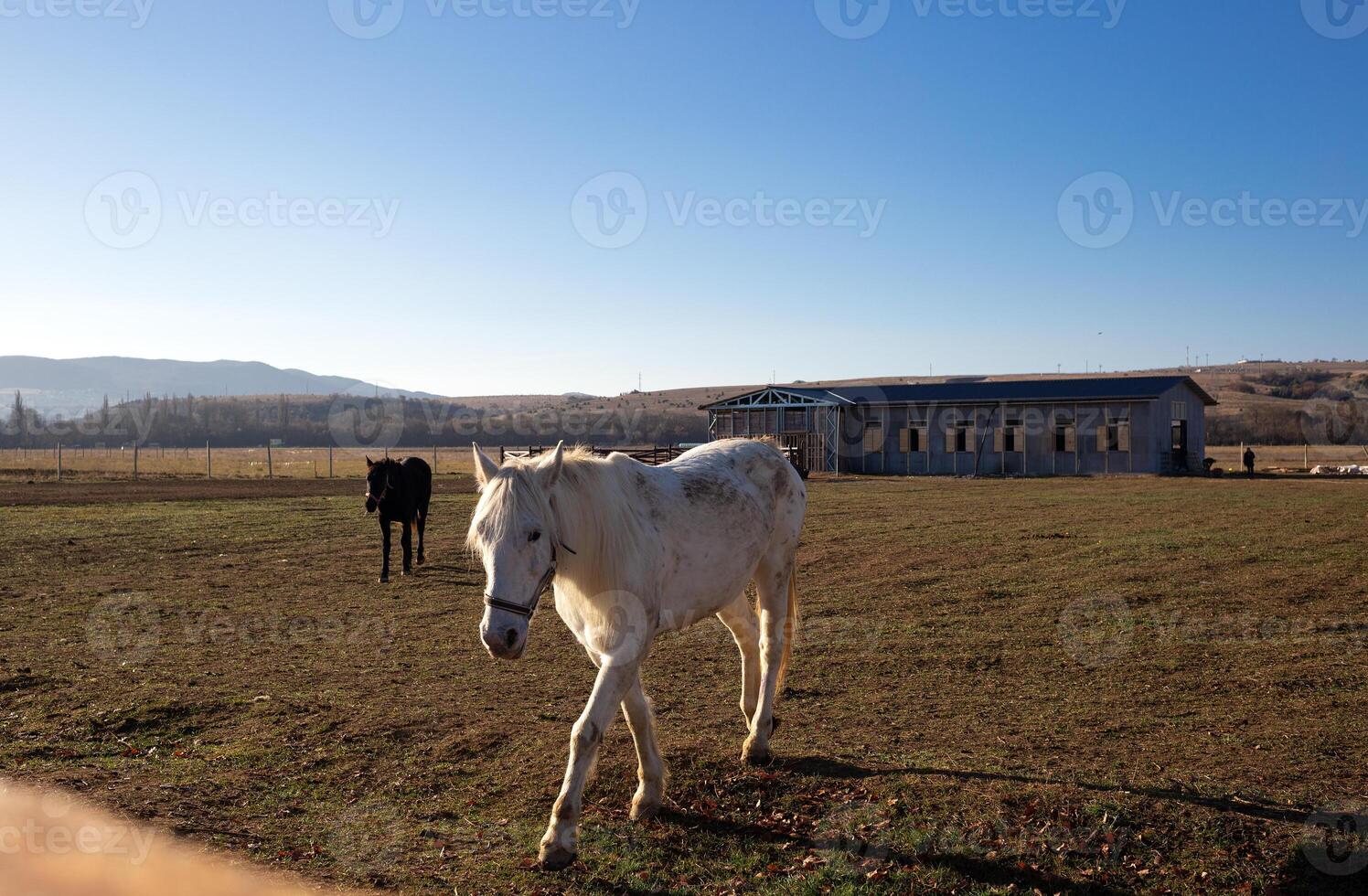 hermosa blanco caballo en el animal bolígrafo a el rancho en el pueblo foto