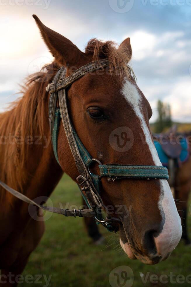 bozal de un adulto marrón caballo cerca arriba foto