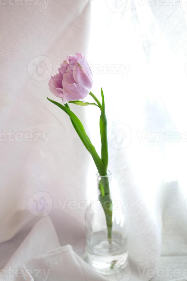 Fresco hermosa peonía púrpura tulipán en un vaso botella en un blanco antecedentes. minimalista diseño foto