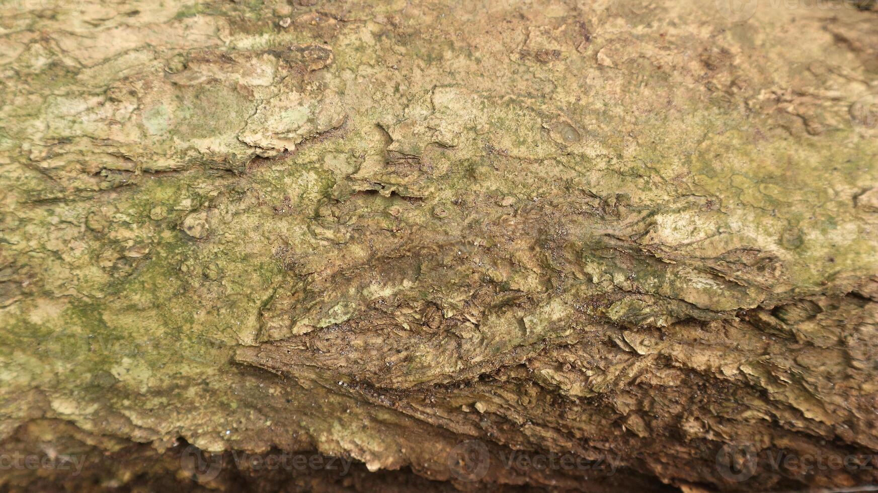 Brown old tree bark texture background, graphic design. photo