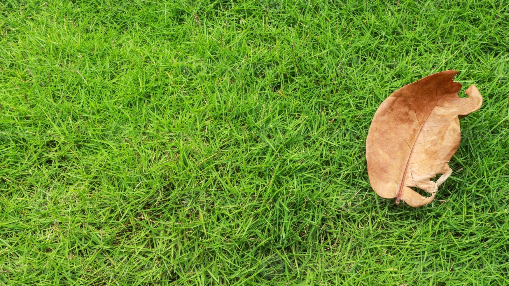 In the fall, dry fallen leaves on green grass. Autumn background. photo