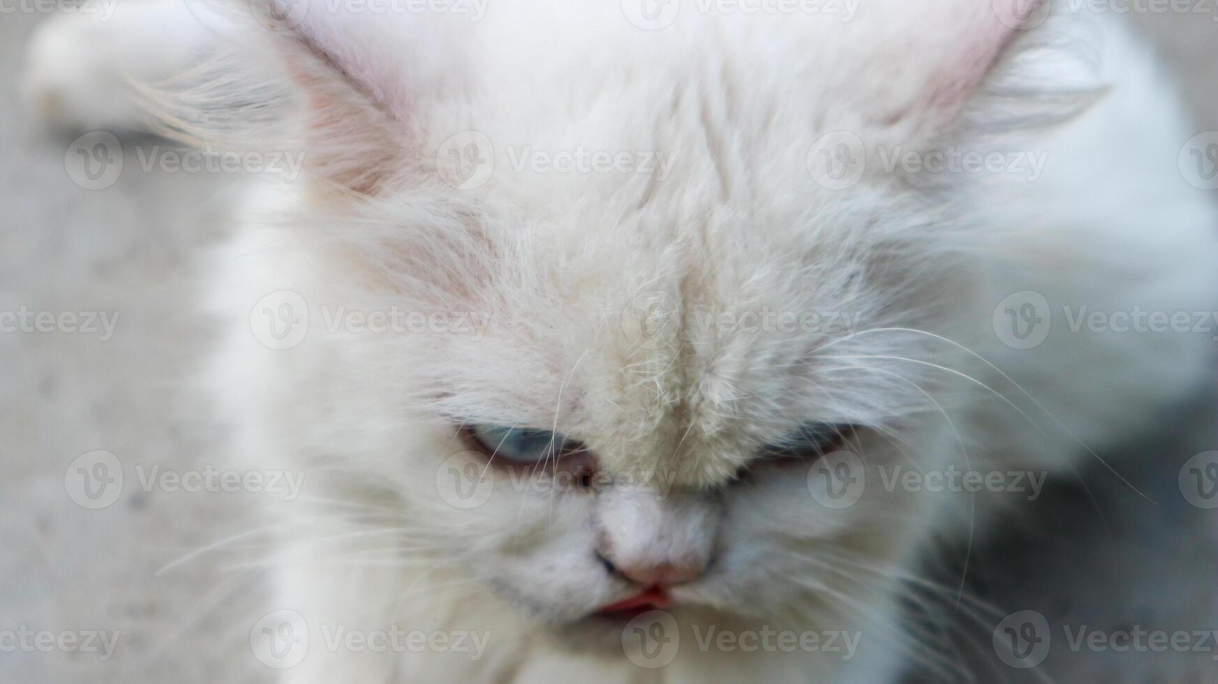 Angry white cat blue eyes. Domestic white cat lying down. photo