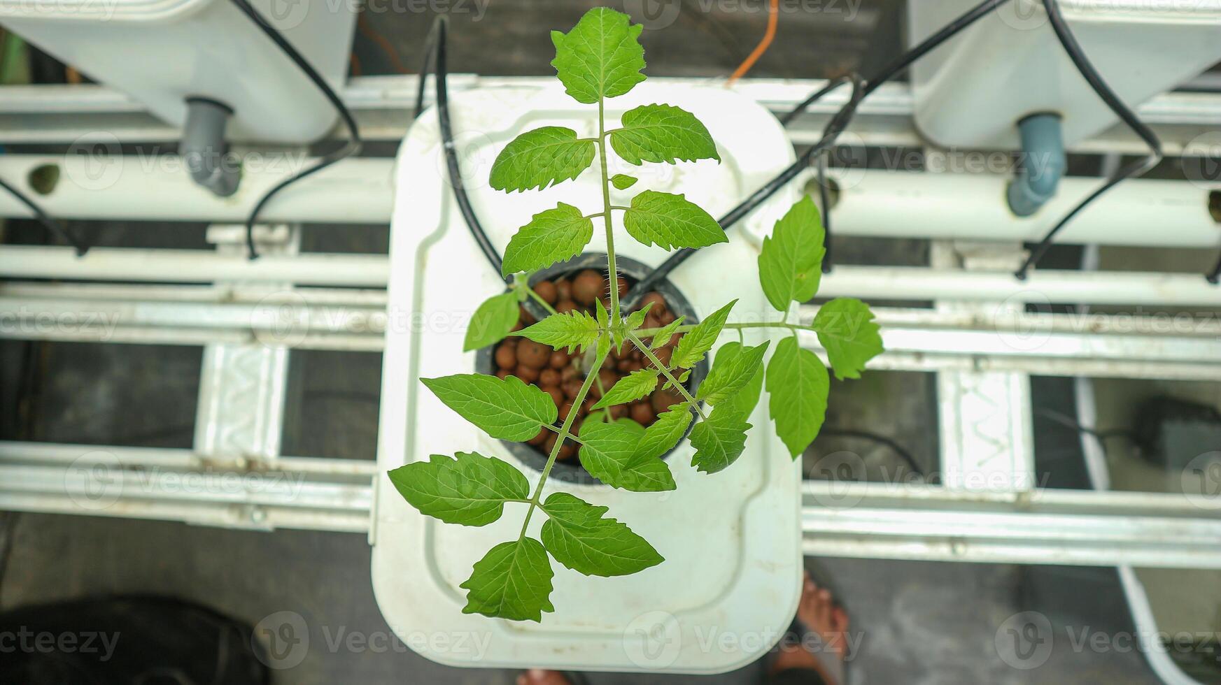 Modern agriculture. Hydroponic system on a bucket photo