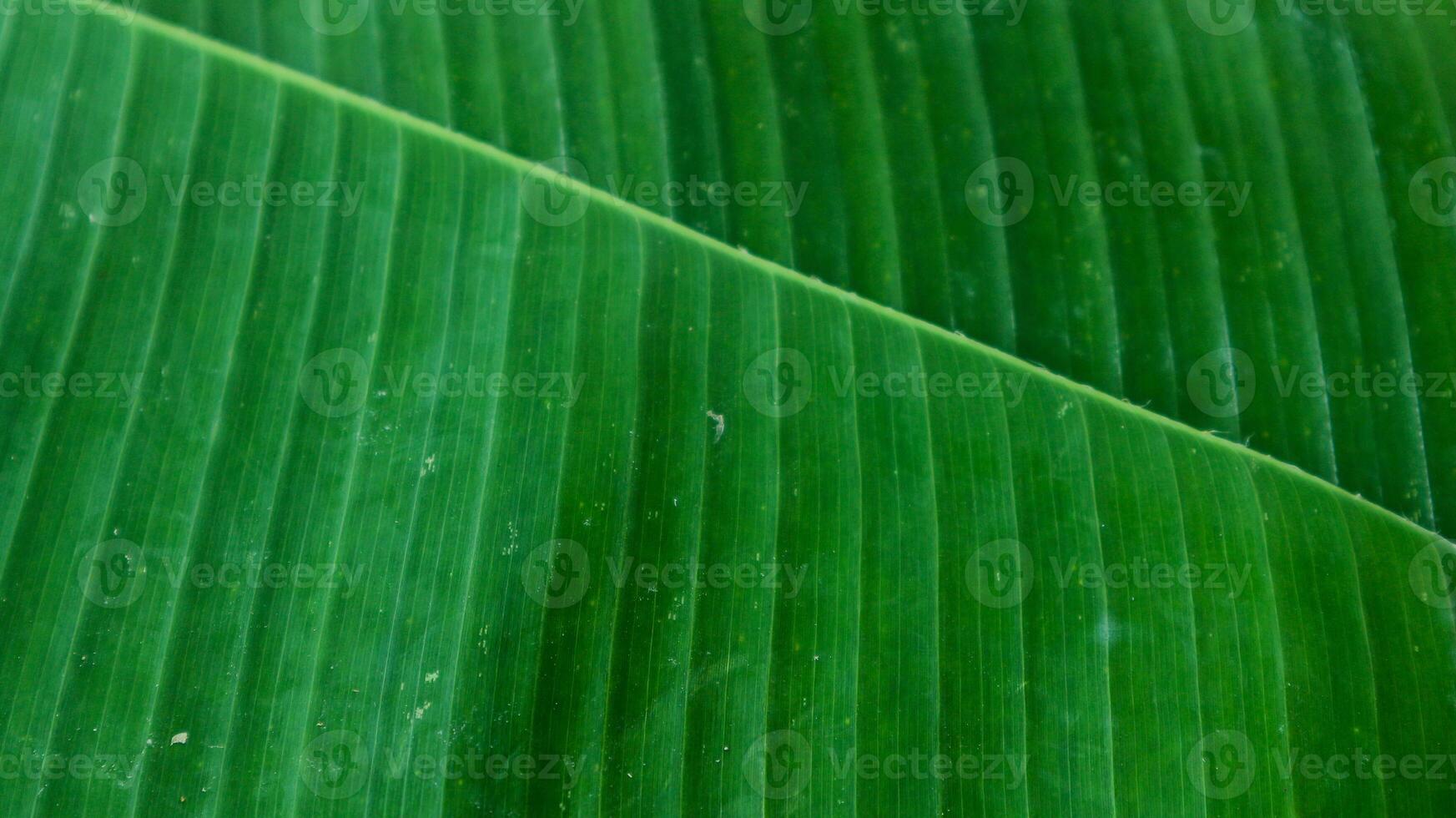 Texture of green banana leaves. Banana leaves background. photo