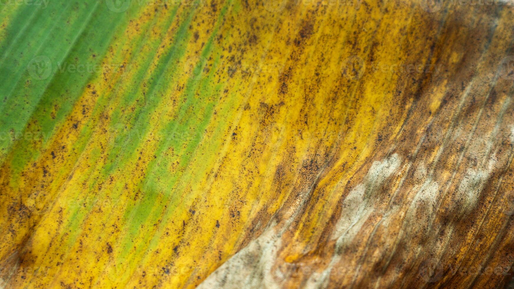 The texture of banana leaves that have begun to turn yellow and dry. photo