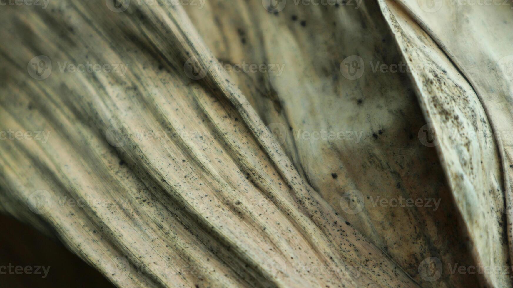 The texture of dried banana leaves. photo