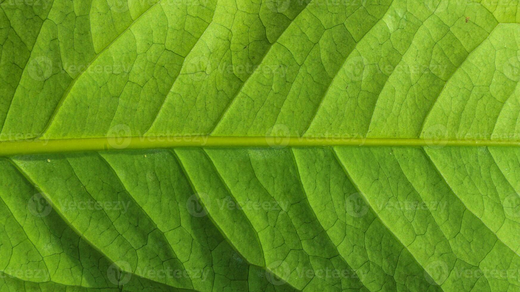 Close-up photo of green leaves texture color abstract art form